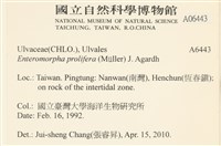 筋條石髮藏品圖，第2張