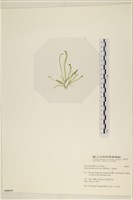 筋條石髮藏品圖，第3張