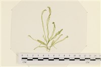 筋條石髮藏品圖，第1張