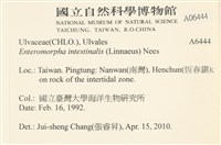 腸滸苔, 河石髮藏品圖，第2張