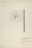 腸滸苔, 河石髮藏品圖，第3張