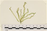 腸滸苔, 河石髮藏品圖，第1張