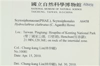 網胰藻藏品圖，第2張