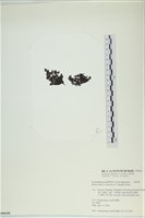 網胰藻藏品圖，第3張