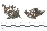 網胰藻藏品圖，第1張