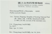 南方團扇藻藏品圖，第2張