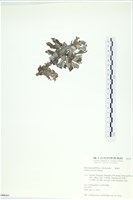 南方團扇藻藏品圖，第3張