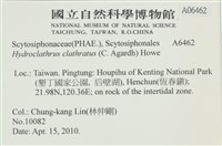 網胰藻藏品圖，第2張