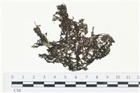 網胰藻藏品圖，第1張