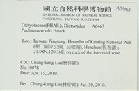 南方團扇藻藏品圖，第2張