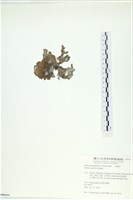 南方團扇藻藏品圖，第3張