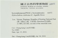 網胰藻藏品圖，第2張