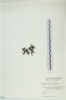 網胰藻藏品圖，第3張