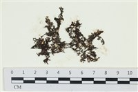 網胰藻藏品圖，第1張