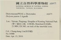 刺叉網地藻藏品圖，第2張