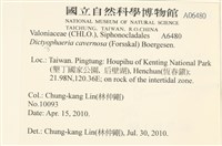 網球藻藏品圖，第2張