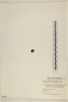 網球藻藏品圖，第3張