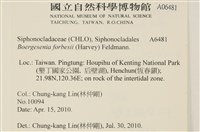 曲玉藻, 香蕉菜, 玉茄藻藏品圖，第2張