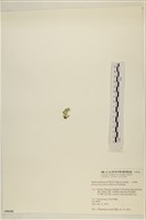 曲玉藻, 香蕉菜, 玉茄藻藏品圖，第3張