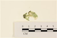曲玉藻, 香蕉菜, 玉茄藻藏品圖，第1張