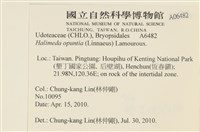 仙掌藻, 海仙人掌藏品圖，第2張