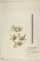 仙掌藻, 海仙人掌藏品圖，第1張