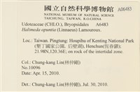 仙掌藻, 海仙人掌藏品圖，第2張