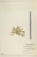 仙掌藻, 海仙人掌藏品圖，第3張