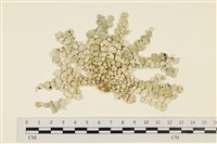 仙掌藻, 海仙人掌藏品圖，第1張