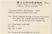 仙掌藻, 海仙人掌藏品圖，第2張