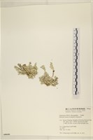 仙掌藻, 海仙人掌藏品圖，第3張
