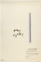 登錄號:A00006485藏品圖，第3張