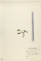 登錄號:A00006486藏品圖，第3張