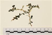 登錄號:A00006486藏品圖，第1張