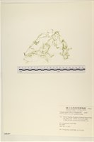 粗硬毛藻, 綠苔藏品圖，第1張