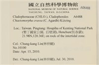 粗硬毛藻, 綠苔藏品圖，第2張