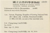 大葉海仙人掌, 大葉仙掌藻藏品圖，第2張