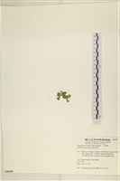 大葉海仙人掌, 大葉仙掌藻藏品圖，第3張