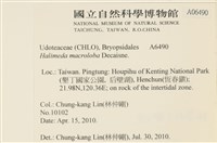 大葉海仙人掌, 大葉仙掌藻藏品圖，第2張