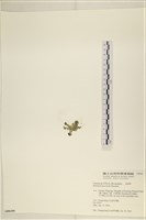 大葉海仙人掌, 大葉仙掌藻藏品圖，第3張