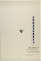 登錄號:A00006491藏品圖，第3張