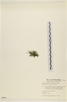 登錄號:A00006492藏品圖，第3張