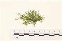 登錄號:A00006492藏品圖，第1張