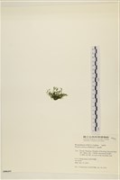 登錄號:A00006493藏品圖，第3張