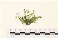 登錄號:A00006493藏品圖，第1張