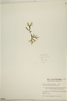 網目藻藏品圖，第3張