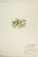網目藻藏品圖，第3張