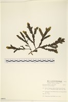登錄號:A00006512藏品圖，第1張