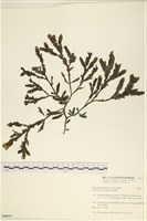 登錄號:A00006513藏品圖，第1張