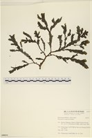 登錄號:A00006514藏品圖，第1張